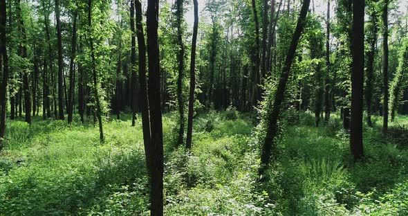 Flight Between Trees In The Forest