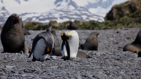 King Penguins On South Georgia Island