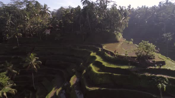 Aerial view of terracing field growing semiaquatic rice, Malang, Indonesia.