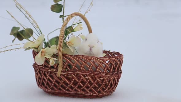 Cute Rabbits in the Basket Easter Bunny at the Farm