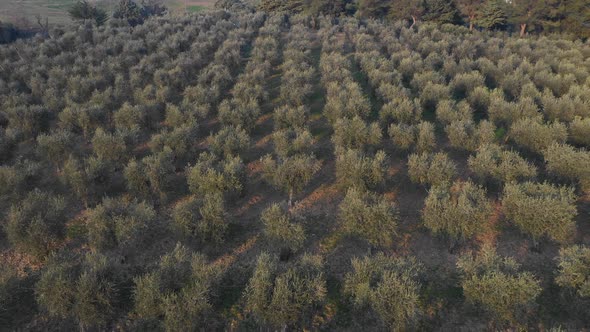 Olive tree grove aerial view in Italy