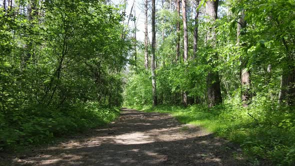 Trees in the Forest By Summer Day