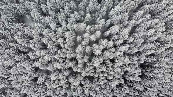 Drone Rising Over Snow Covered Frozen Pine Trees