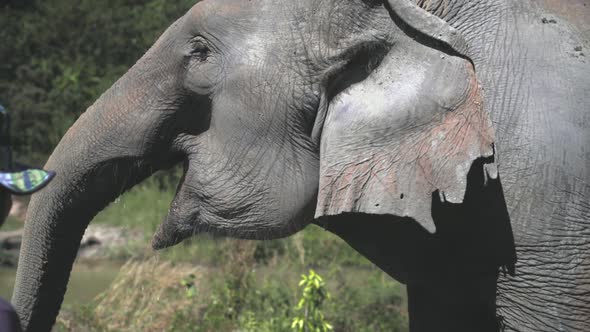 Asian Elephant Jungle Sanctuary Close Up Shot