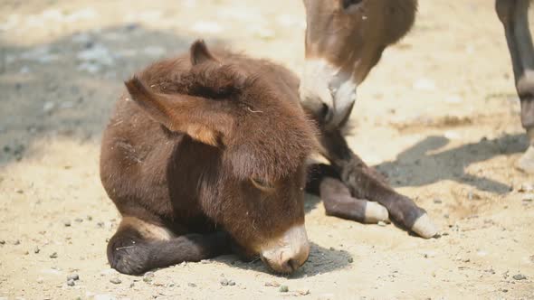 Little Donkey Lies and Does Not Want To Get Up