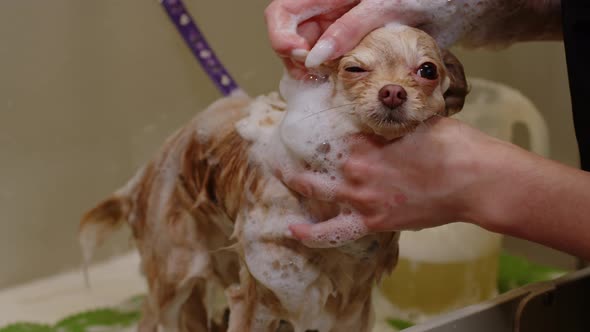 The Girl Washes the Little Spitz with Shampoo in the Bathroom  Close Up