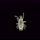 Predatory mite (acari) order Mesostigmata under a microscope - VideoHive Item for Sale