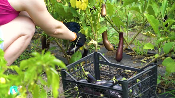 Cropped Side View of Woman on Her Hunkers Picking Eggplants in Vegetable Garden