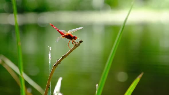 Red Dragonfly on a Branch in Green Nature By the River Closeup