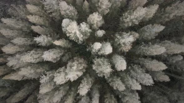 Dried out coniferous forest in North Rhine Westfalia, Germany during winter. Aerial top-down rotatin