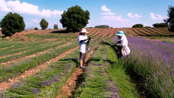 Farmers Harvest Lavender