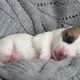 Newborn Puppy Sleeping on Knitted Plaid - VideoHive Item for Sale