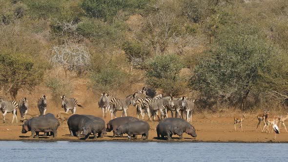 African Wildlife - Kruger National Park