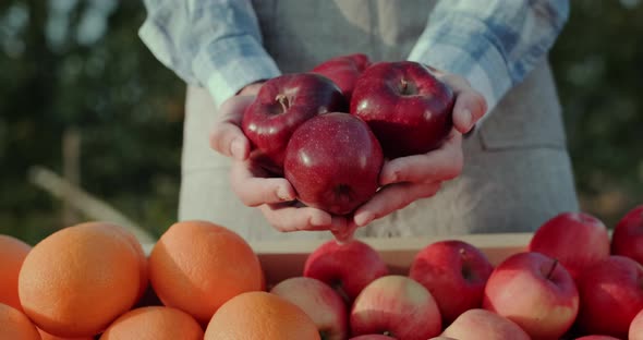 A Generous Farmer Holds Apples From His Orchard Over the Counter of the Farmer's Market