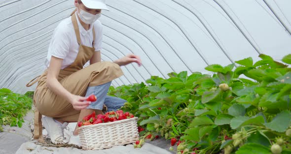 Woman in Medical Mask Harvesting Ripe Strawberries