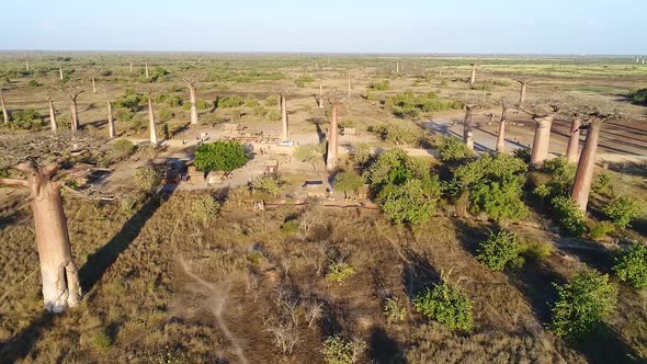 Avenue Of The Baobabs Morondava Madagascar 24