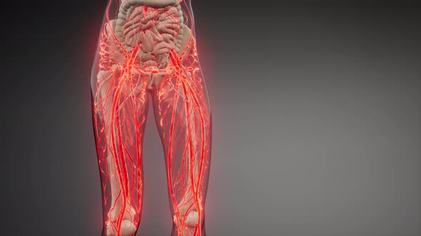 Blood Vessels of Human Body