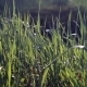 Tall Grass in Wind - VideoHive Item for Sale