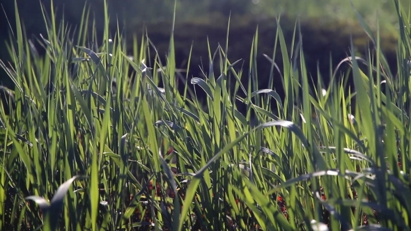 Tall Grass in Wind