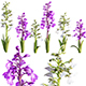 Anacamptis morio - Green winged orchid - 3DOcean Item for Sale