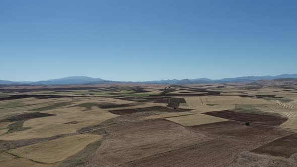 wheat fields in sivas zara