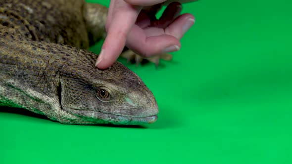 Savannah Monitor Lizard - Varanus Exanthematicus on Green Background. Close Up