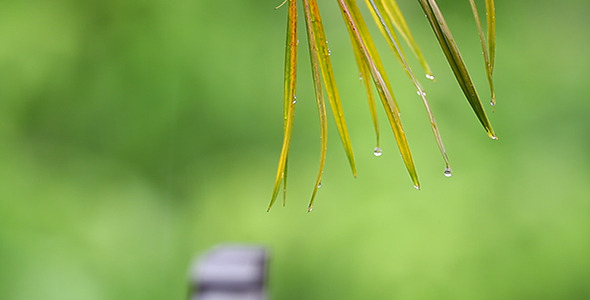 Palm Leaves in The Rain - Tilting alt