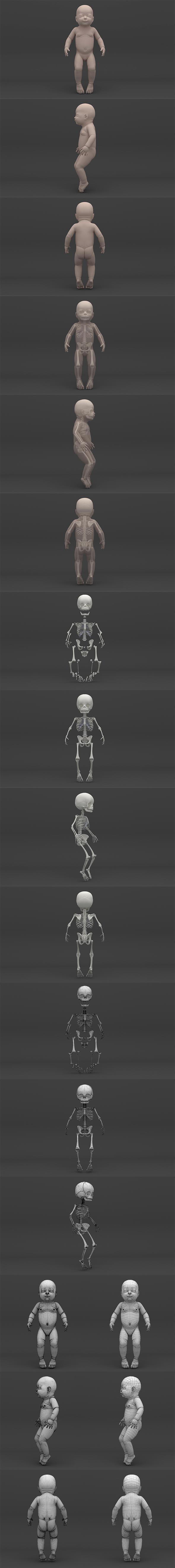 Infant 3D Model - Baby and Full Skeleton