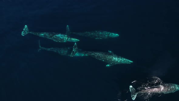 Large pod of Gray Whales migrating near Catalina Island in Southern California.