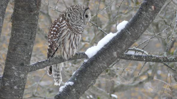 Closeup view of owl spotting something interesting a little higher up in a tree