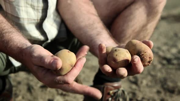 Farmer holding potatoes, close up