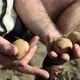 Farmer holding potatoes, close up - VideoHive Item for Sale