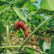 Farmer's hands picking organic strawberries from the bush close-up - VideoHive Item for Sale