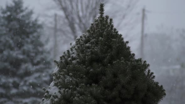 pine tree winter snow shot in slow motion
