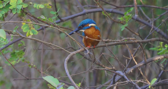 Common Kingfisher Sitting On Branch Of Bush Then Fly Away In The Forest. - close up
