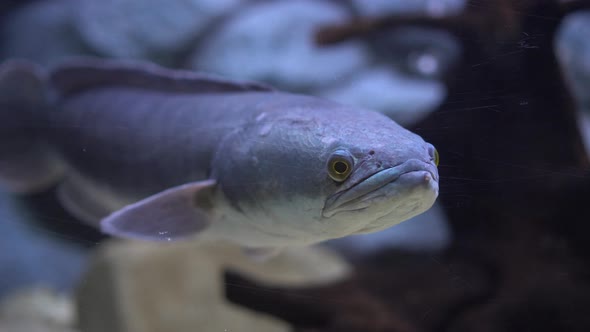 Micropeltes, Channa Snakehead Fish. Freshwater Close Up Shot