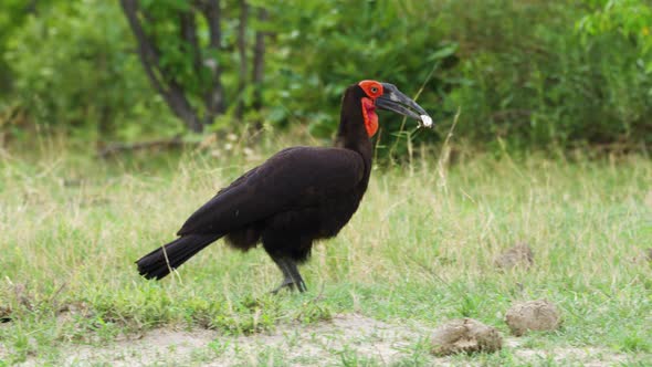 Southern Ground Hornbill With Food On Its Beak Walking At Moremi Game Reserve In Botswana. - wide sh