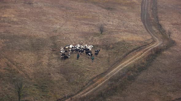 Shepherds Walking with Cattle on Pasture Aerial View