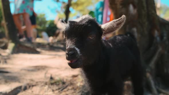 Black Goatling Chewing