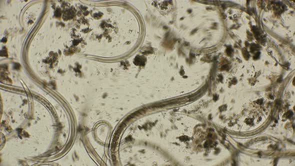 Nematode Worm Colony