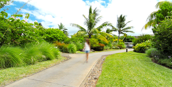 Tropical Landscape