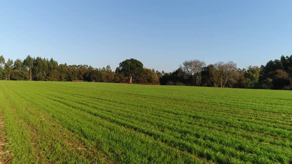 Lonely three in country side, green fields, aerial view