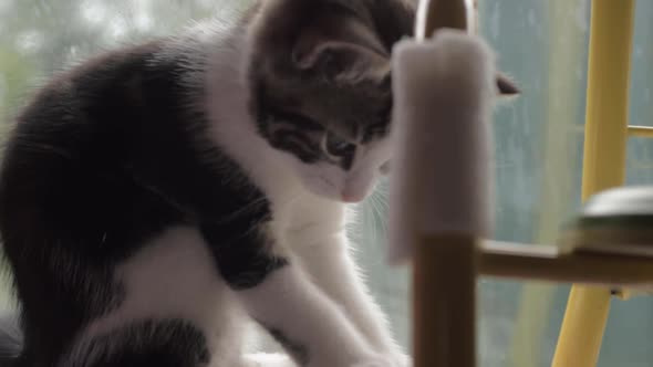 Cute tabby kitten playing with rope in window close up shot