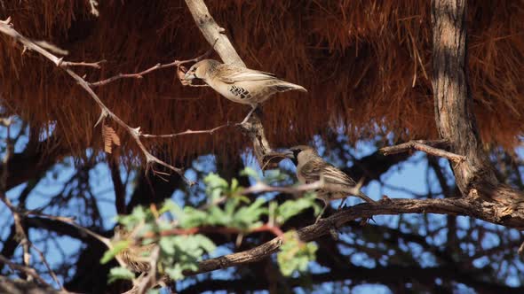 Two birds on a tree playing together with branches in their beaks.