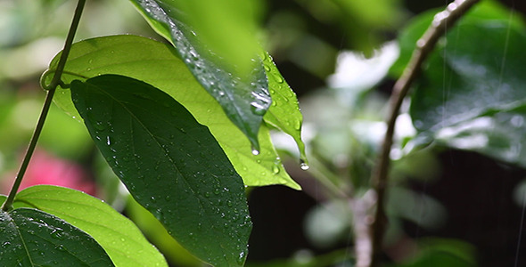 Rain on Leaves Changing Focus 1 alt