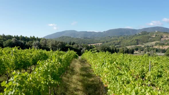 In green vineyard, close-up view. Growing grapes