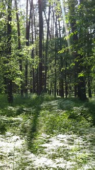 Vertical Video of a Forest with Trees