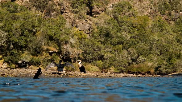 Cormorants on river bank sunning themselves after swim, spread out wings, poops