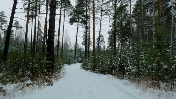 Snow-covered Forest Floor