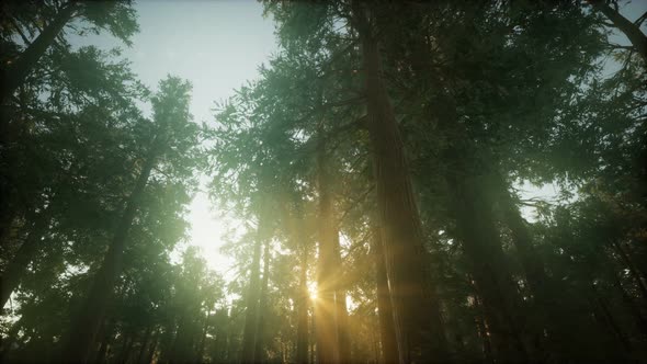 Redwood Forest Foggy Sunset Scenery